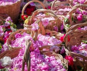 Bulgaria Rose Festival Tour